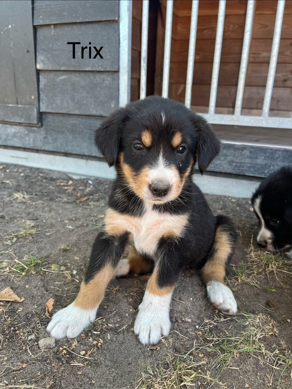 Berner sennen pup, Parvo, 8 tot 15 weken, Groot, Meerdere