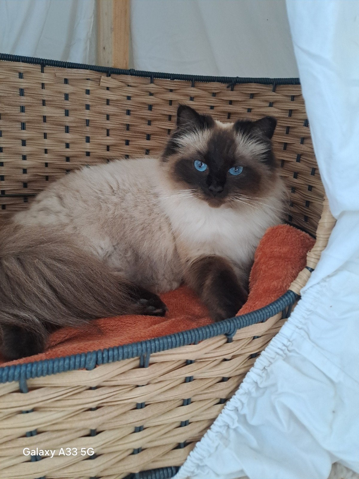 Ragdoll kittens, Meerdere dieren, Ontwormd, 0 tot 2 jaar