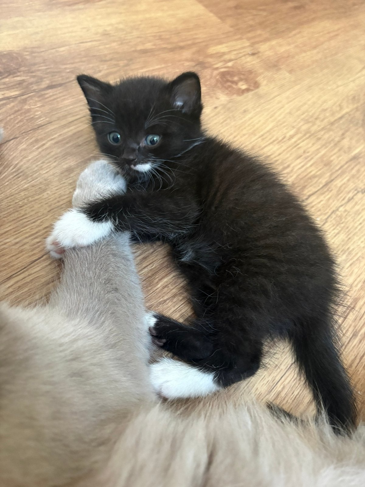 Kruising Britse korthaar/ Maincoon kittens, Poes, Langharig, 0 tot 2 jaar