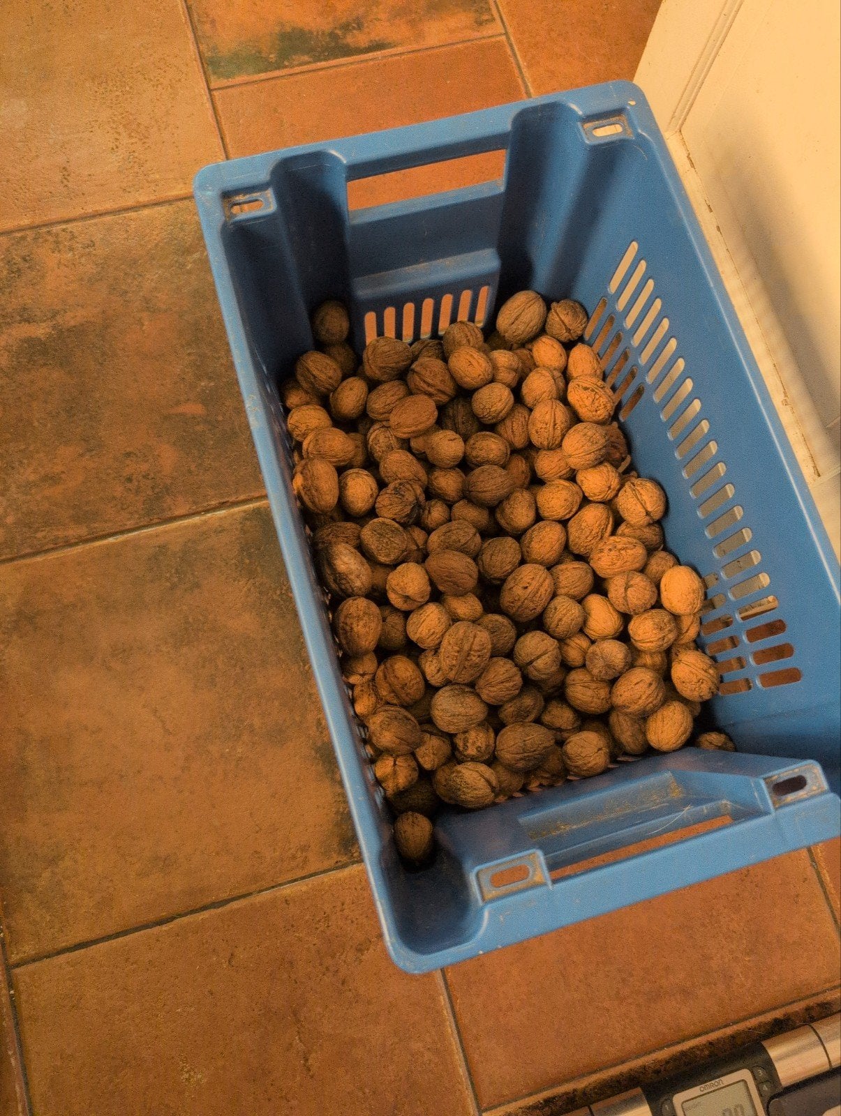 Walnoten oogst 2023 , mooi droog, ong 6 kg, Diversen, Ophalen