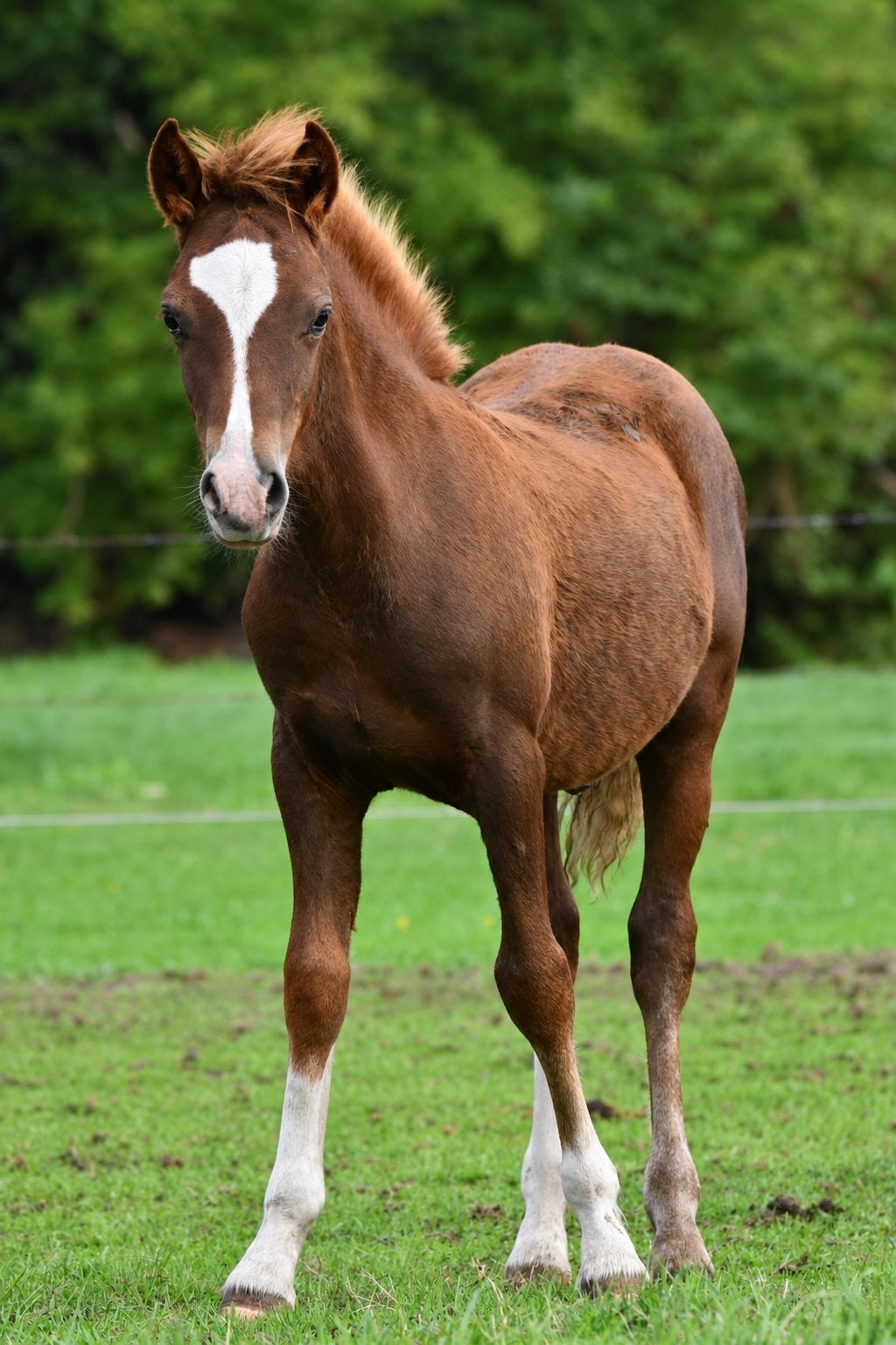 Prachtig welsh hengstveulen C maat, Dieren en Toebehoren, Hengst, C pony (1.27m tot 1.37m), 0 tot 2 jaar