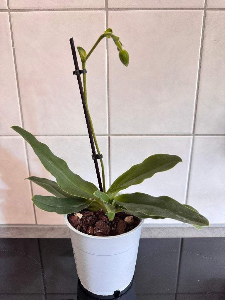 paphiopedilum, venusschoentje met 2 keiki's, Overige soorten, In pot, Minder dan 100 cm, Bloeiende kamerplant