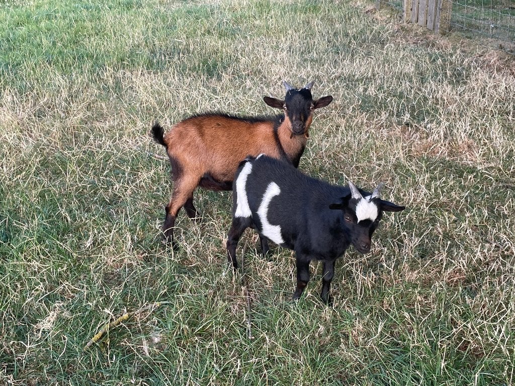 dwergbokjes, Dieren en Toebehoren, Mannelijk, Geit, 0 tot 2 jaar