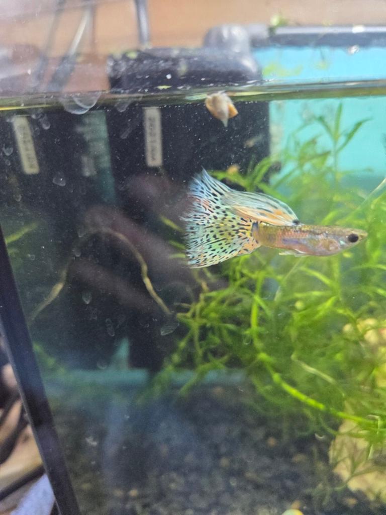 King Tiger Multicolor Grass guppy BABY'S  10 voor €20, Vis, Zoetwatervis, Schoolvis