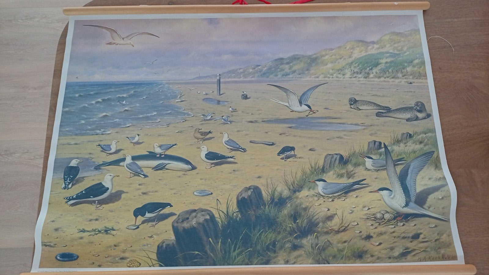 Schoolplaat M.A Koekoek, Antiek en Kunst, Antiek | Schoolplaten, Ophalen of Verzenden, Natuur en Biologie