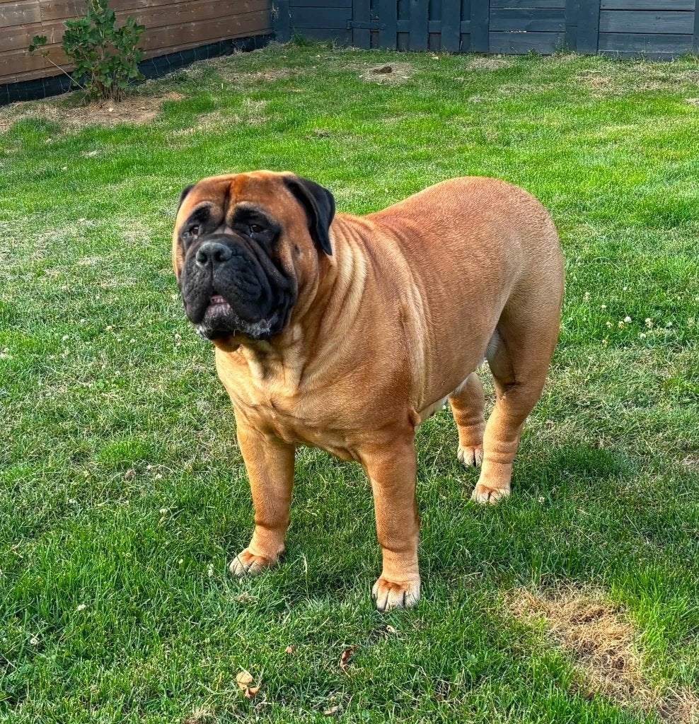 Bullmastiff pups met FGH stamboom in puppyplanning, Dieren en Toebehoren, 8 tot 15 weken, Geslacht onbekend, Parvo, Bulldog