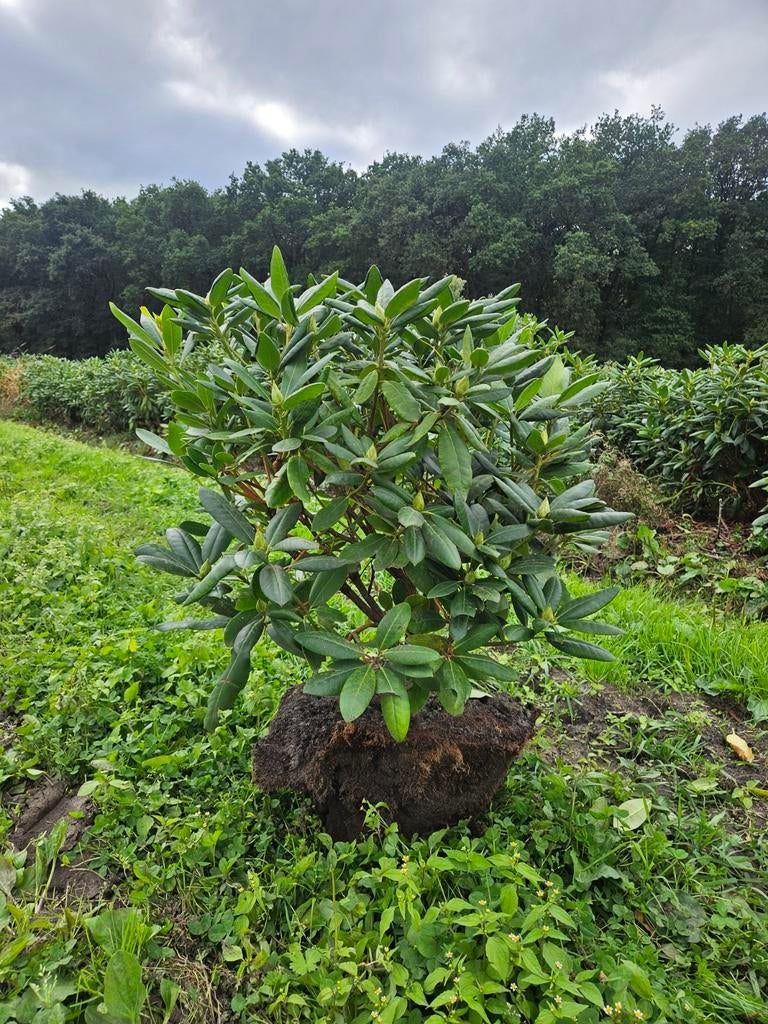 Rhododendron bijna alle soorten, Tuin en Terras, Planten | Struiken en Hagen, Ophalen of Verzenden, Rhododendron