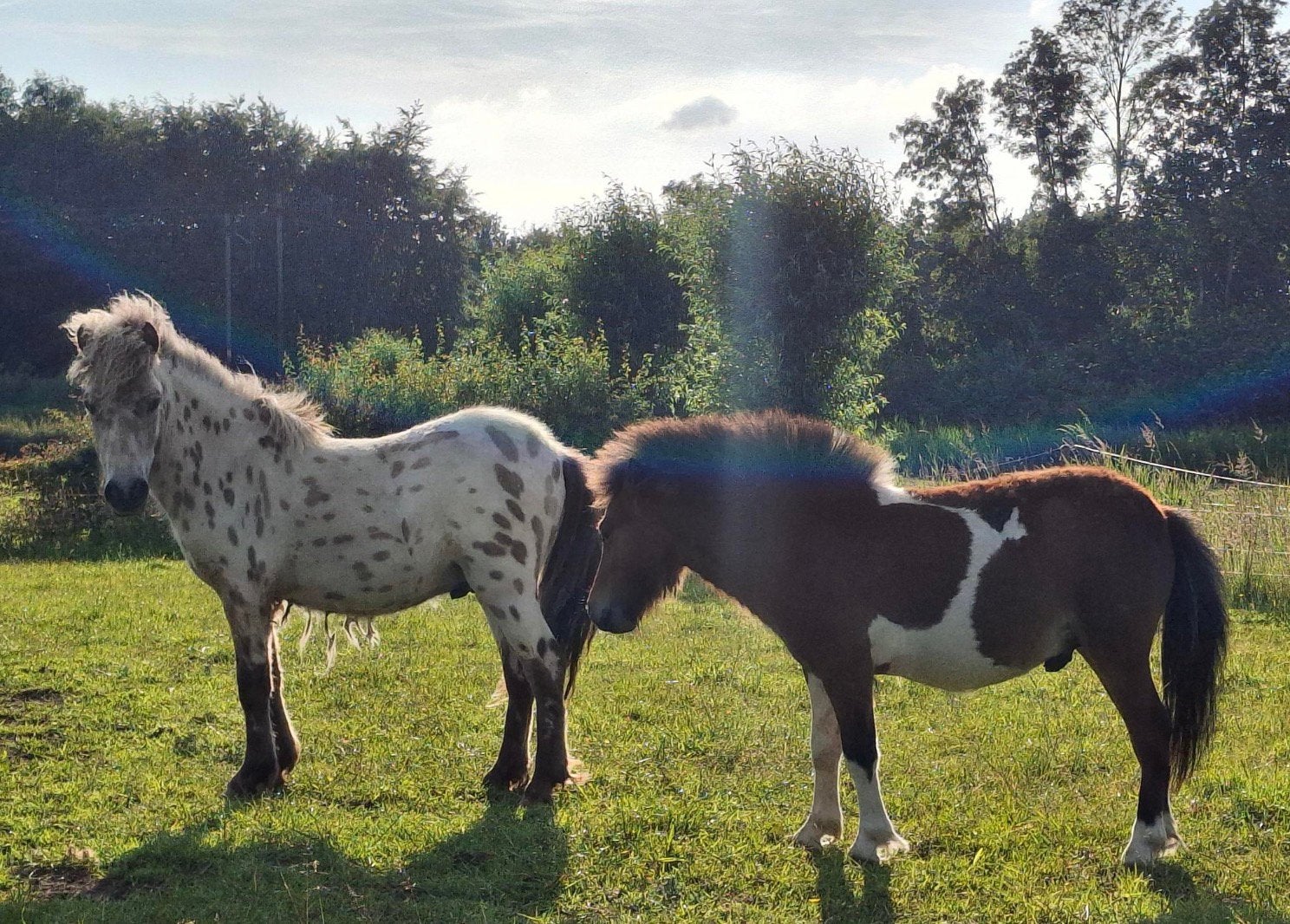 Te koop,2 hengstjes, Dieren en Toebehoren, Merrie