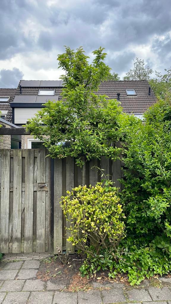 Sierappel, leiboom bloesemboom, Tuin en Terras, Planten | Bomen, Ophalen, Bloeit niet, Volle zon, Overige soorten
