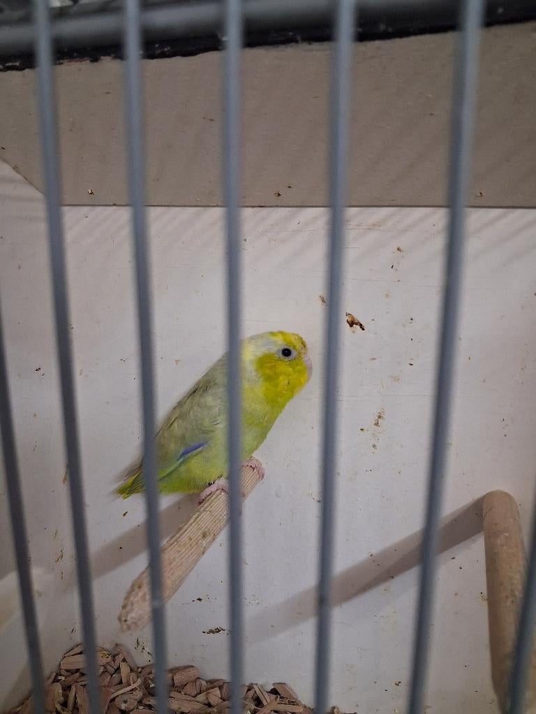 forpus, Meerdere dieren, Dwergpapegaai of Agapornis, Geringd