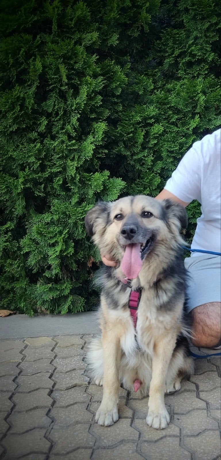 Reu asielhond adoptiehond 7jaar, Dieren en Toebehoren, 6 jaar of ouder, Particulier, Buitenland, Parvo