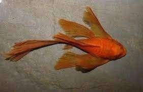 Ancistrus super red ca 5 cm - Koidream Valburg, Vis, Zoetwatervis