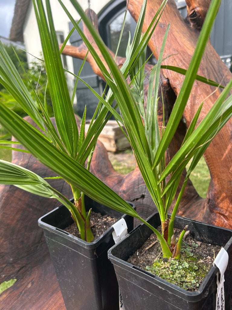 Phoenix canariensis – Canarische dadelpalm, Bio, Minder dan 100 cm, Zomer, Palmboom, Ophalen