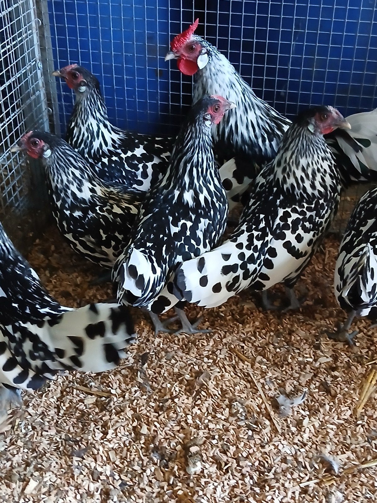 geloverde hollandse hoen, Dieren en Toebehoren, Pluimvee, Meerdere dieren, Kip