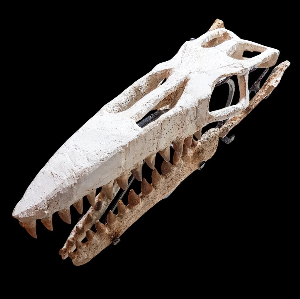mosasaurus schedel, Verzamelen, Ophalen of Verzenden, Fossiel
