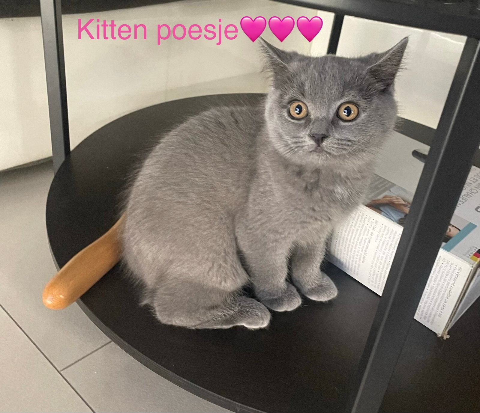 Britse korthaar kittens 🩷🩷, Dieren en Toebehoren, Katten en Kittens | Raskatten | Langhaar, Meerdere dieren, Ontwormd