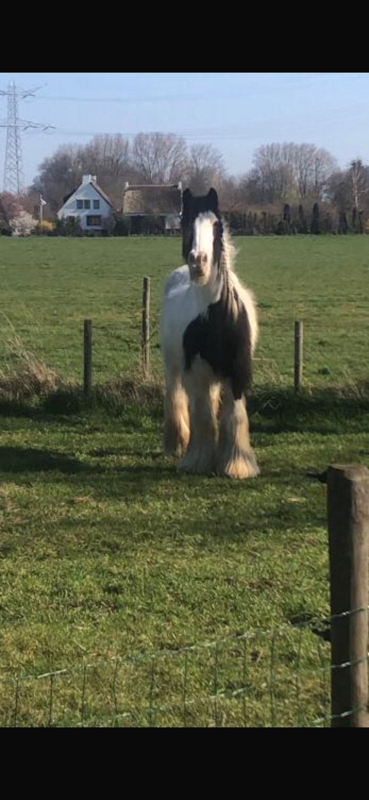Buitenrit pony, Ophalen of Verzenden, Paarden of Pony's