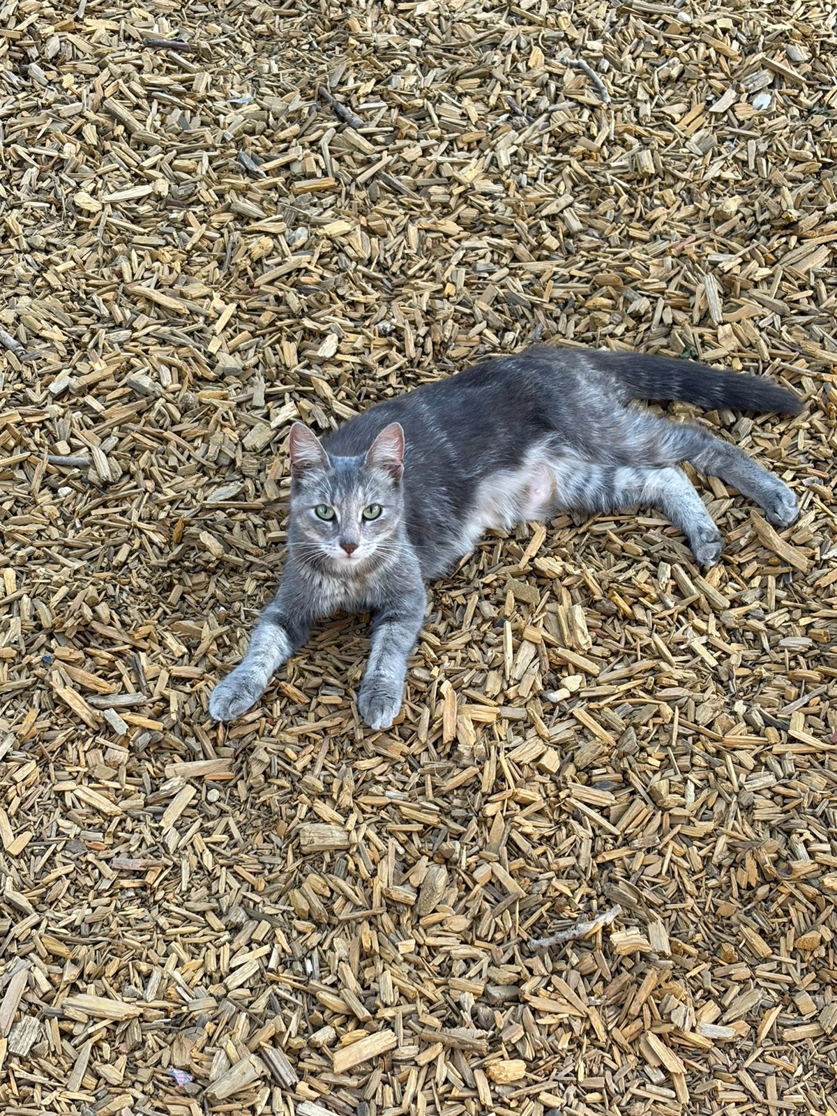 Poes 2 jaar oud, Poes, Langharig, 0 tot 2 jaar