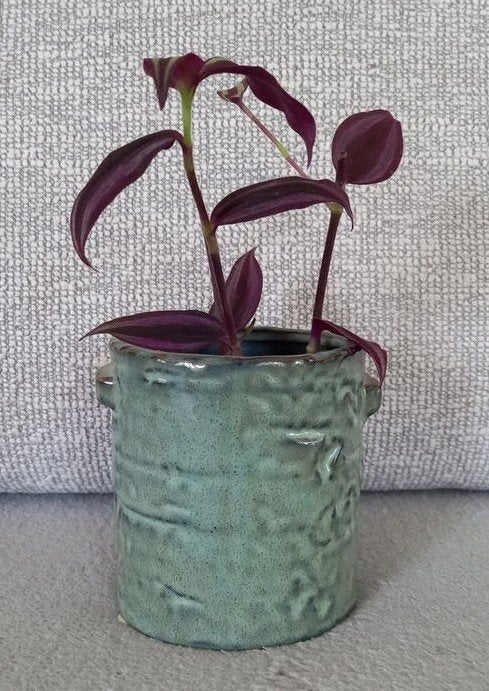 Tradescantia met pot, Ophalen, Overige soorten, Halfschaduw, In pot