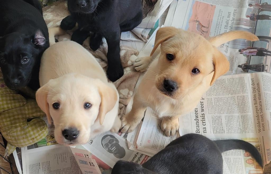 STAMBOOM FIELDTRIAL LABRADOR PUPS VERWACHT, Dieren en Toebehoren, Parvo, 8 tot 15 weken, Labrador retriever, Meerdere