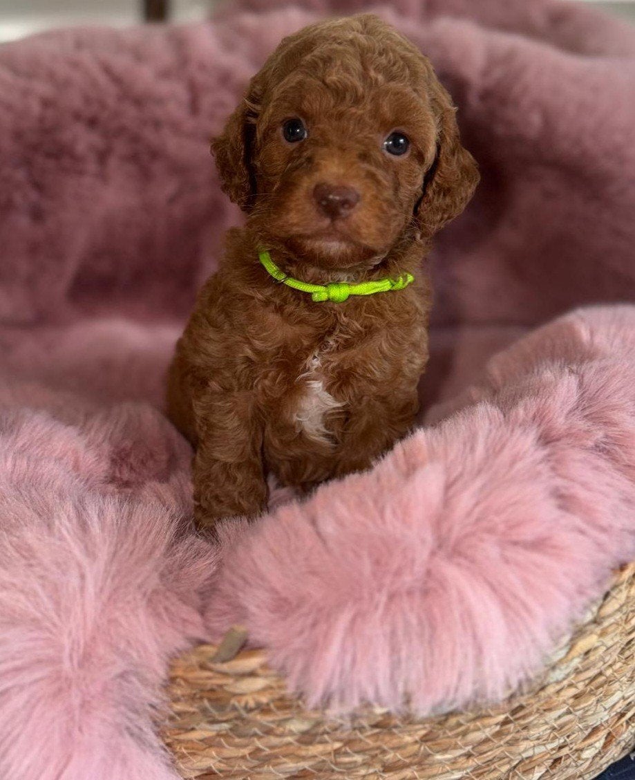 Australian labradoodle pups met stamboom, Dieren en Toebehoren, Overige rassen, 8 tot 15 weken, Meerdere, Meerdere dieren