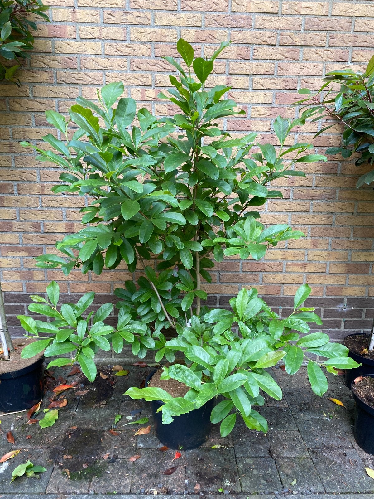 Magnolia leonard messel. Rose stermagnolia, Tuin en Terras, Ophalen, Overige soorten, Volle zon