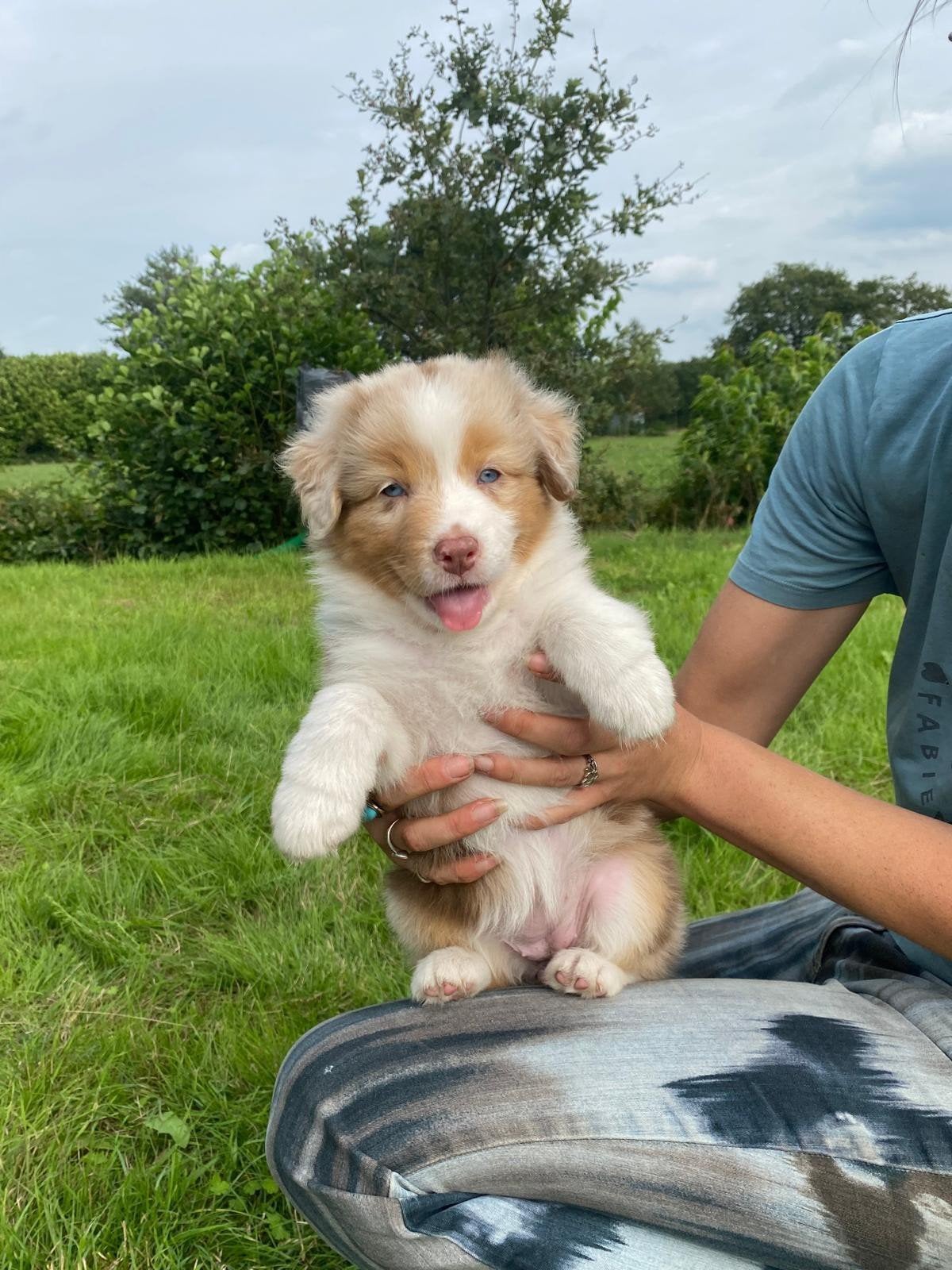 Prachtige Australian Shepherd pups, 8 tot 15 weken, Meerdere, Meerdere dieren, Nederland