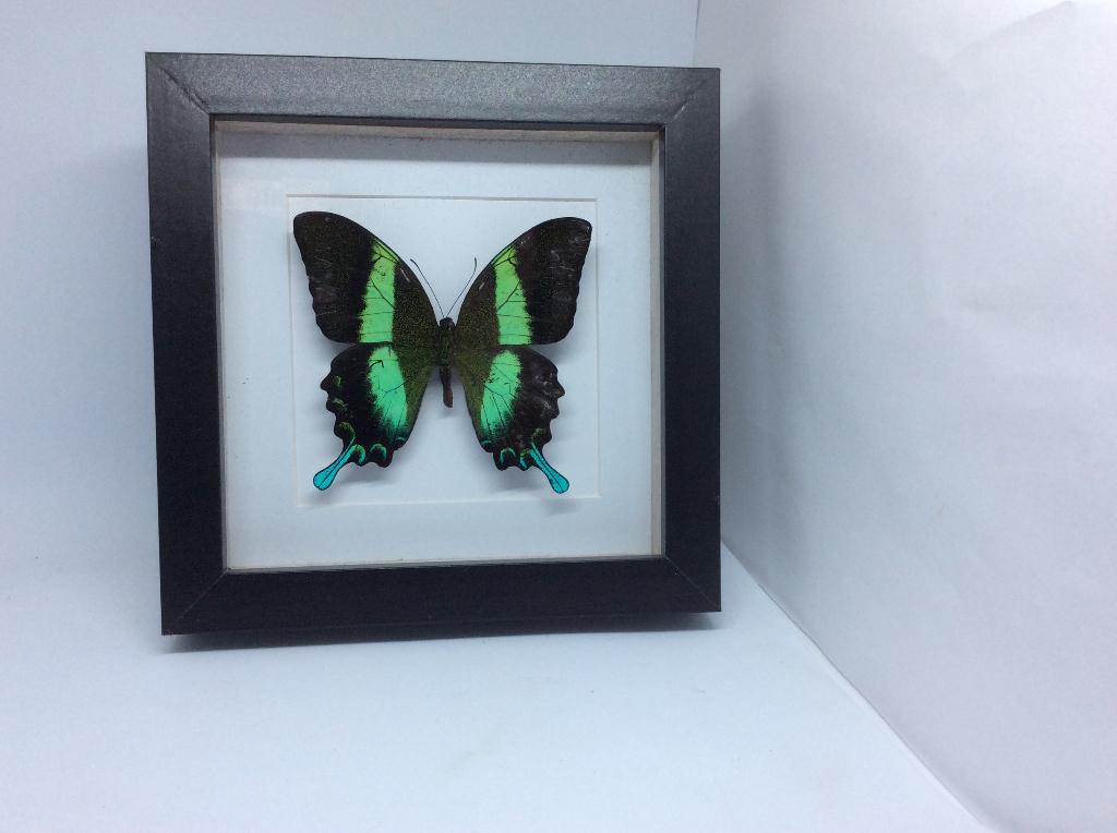 vlinder  Papilio Blumei, Verzamelen, Dierenverzamelingen, Nieuw, Opgezet dier, Insect, Ophalen of Verzenden