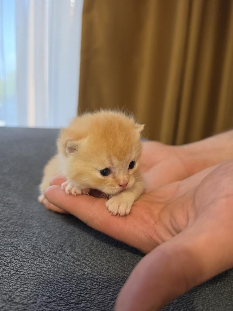 Britse korthaar kittens met stamboom te koop, Meerdere dieren, Met stamboom, 0 tot 2 jaar