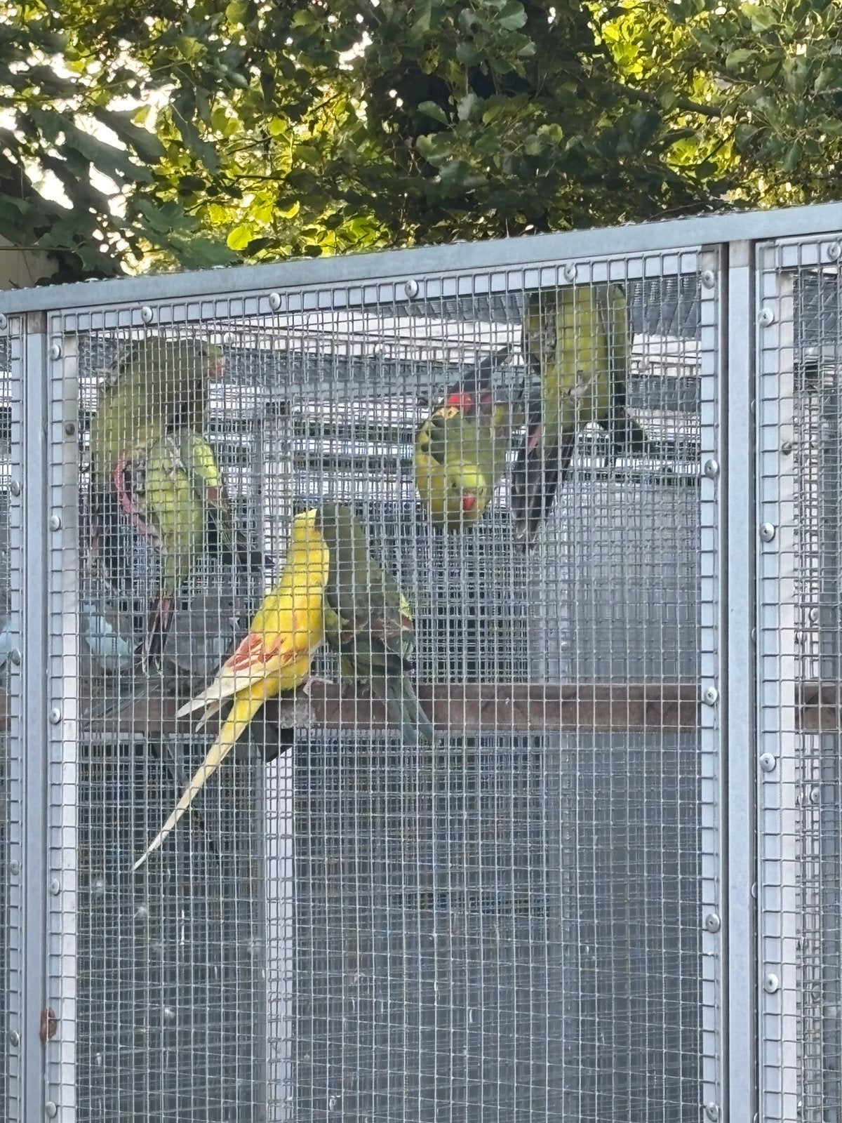 Bergparkieten 0-2 geringd met DNA 2026, Meerdere dieren, Parkiet, Geringd
