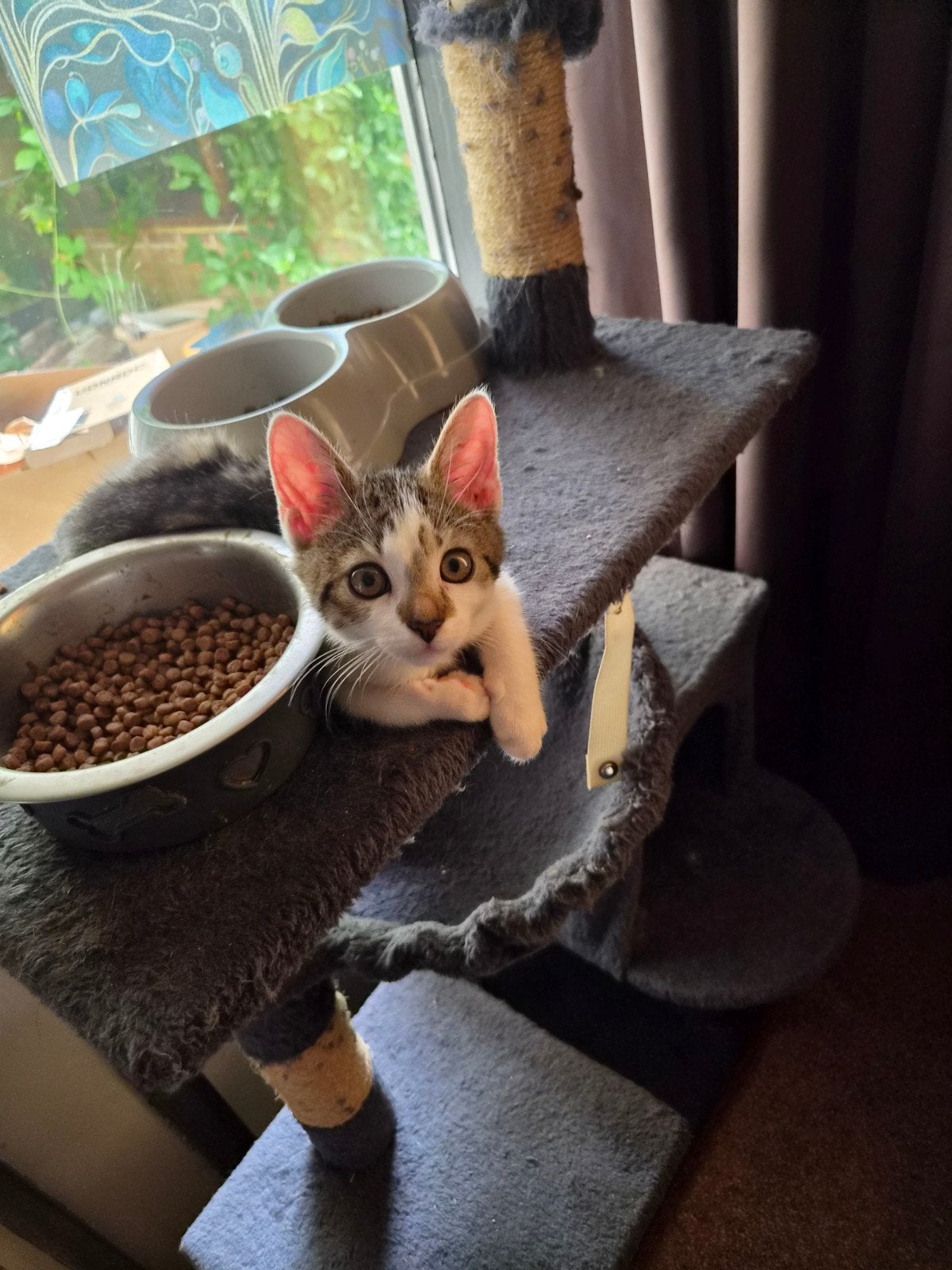 lieve halve ragdoll super aanhankelijk!, Poes, 0 tot 2 jaar