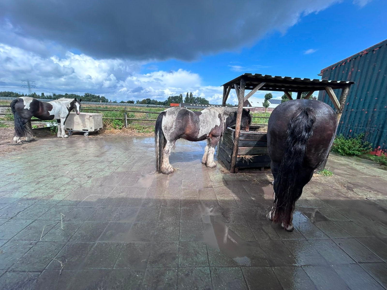 1 plek vrij op doe het zelf stal (zevenhuizen zuid Holland), Dieren en Toebehoren, Stalling en Weidegang, Weidegang, 1 paard of pony