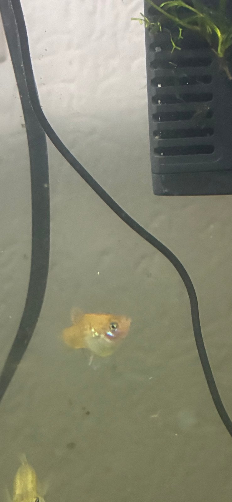 Platy’s, Dieren en Toebehoren, Vissen | Aquariumvissen, Vis