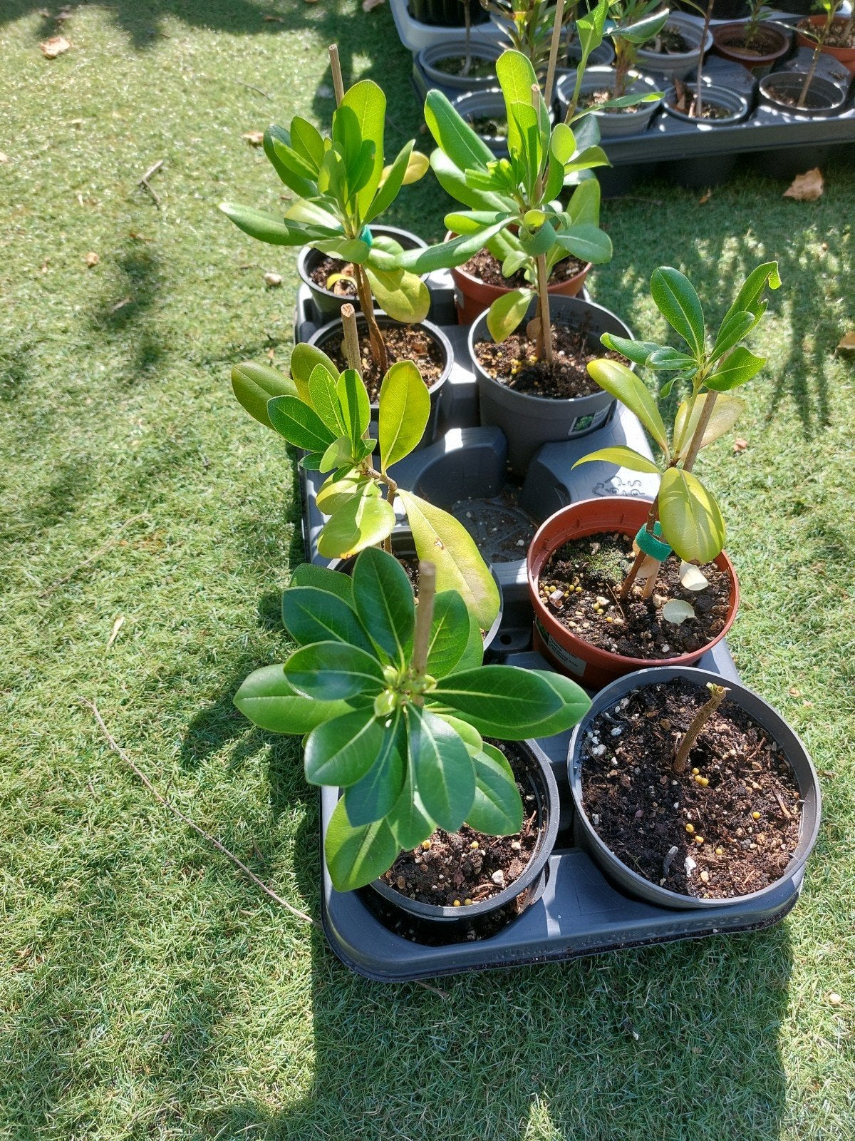 Pittosporum Tobira (Australische Laurier) - Jonge Planten, Ophalen of Verzenden, Overige soorten, Halfschaduw
