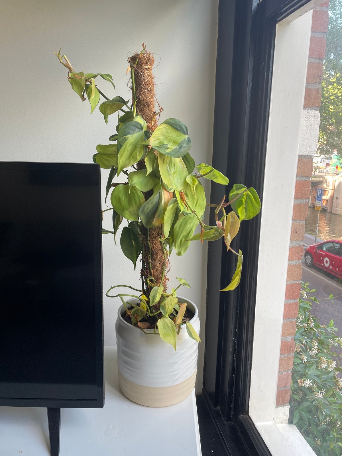 Philodendron Scandens 'Brasil' met mosstok, Ophalen, Vaste plant, Bloeit niet, Halfschaduw