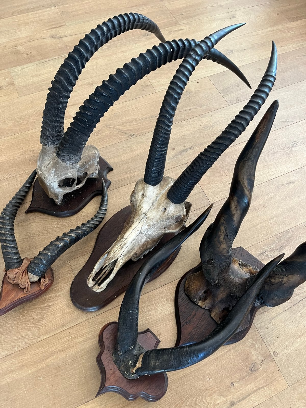 Set van 5 Afrikaanse schedels met horens van wilde bokken, Ophalen