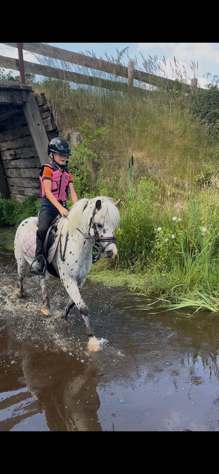 Unieke, brave, b-pony, ruin, Dieren en Toebehoren, Pony's, Ruin, B pony (1.17m tot 1.27m), 3 tot 6 jaar, Gechipt, Ontwormd, Ingeënt