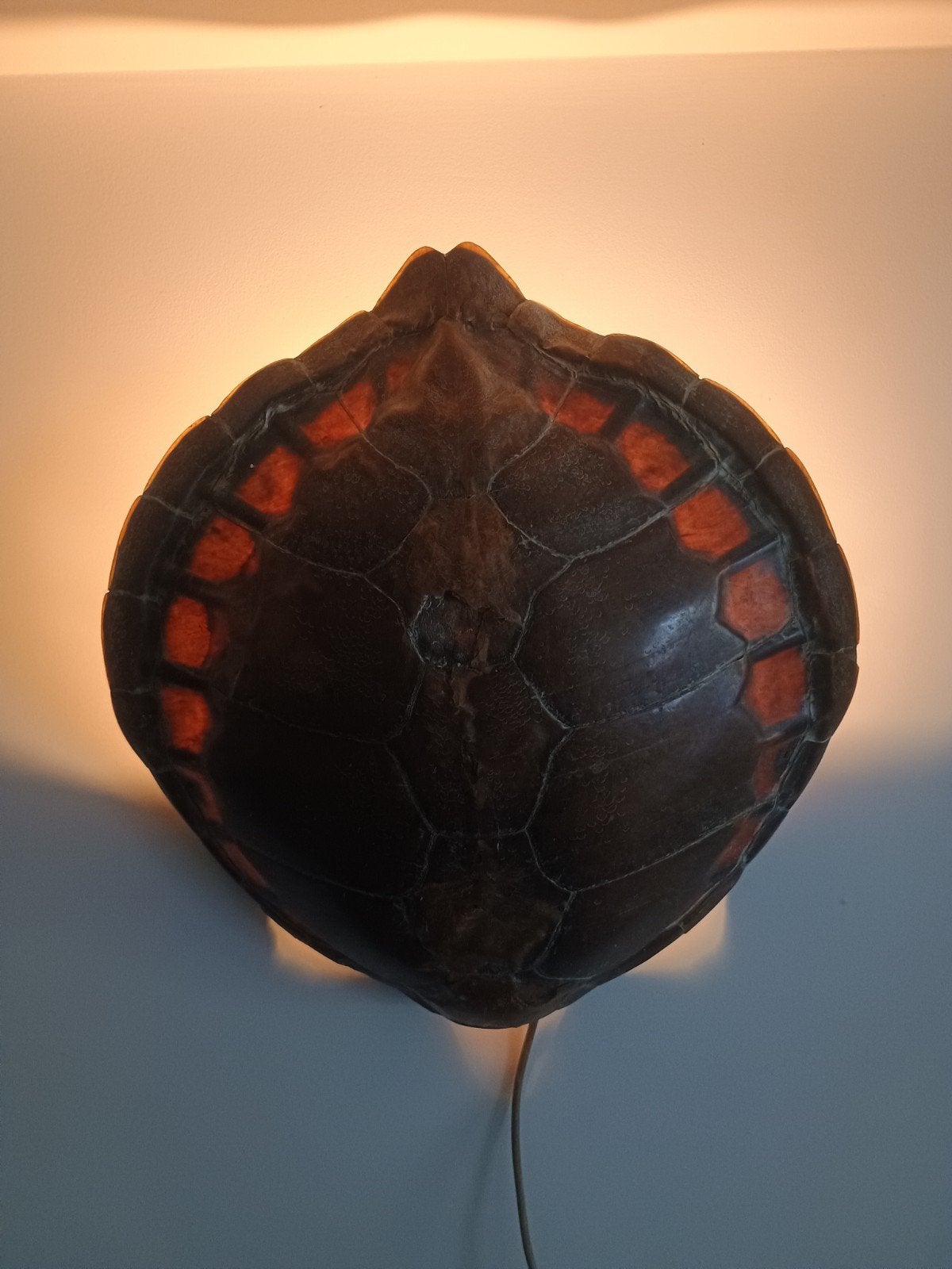 Unieke wandlamp van schildpad schild, Ophalen
