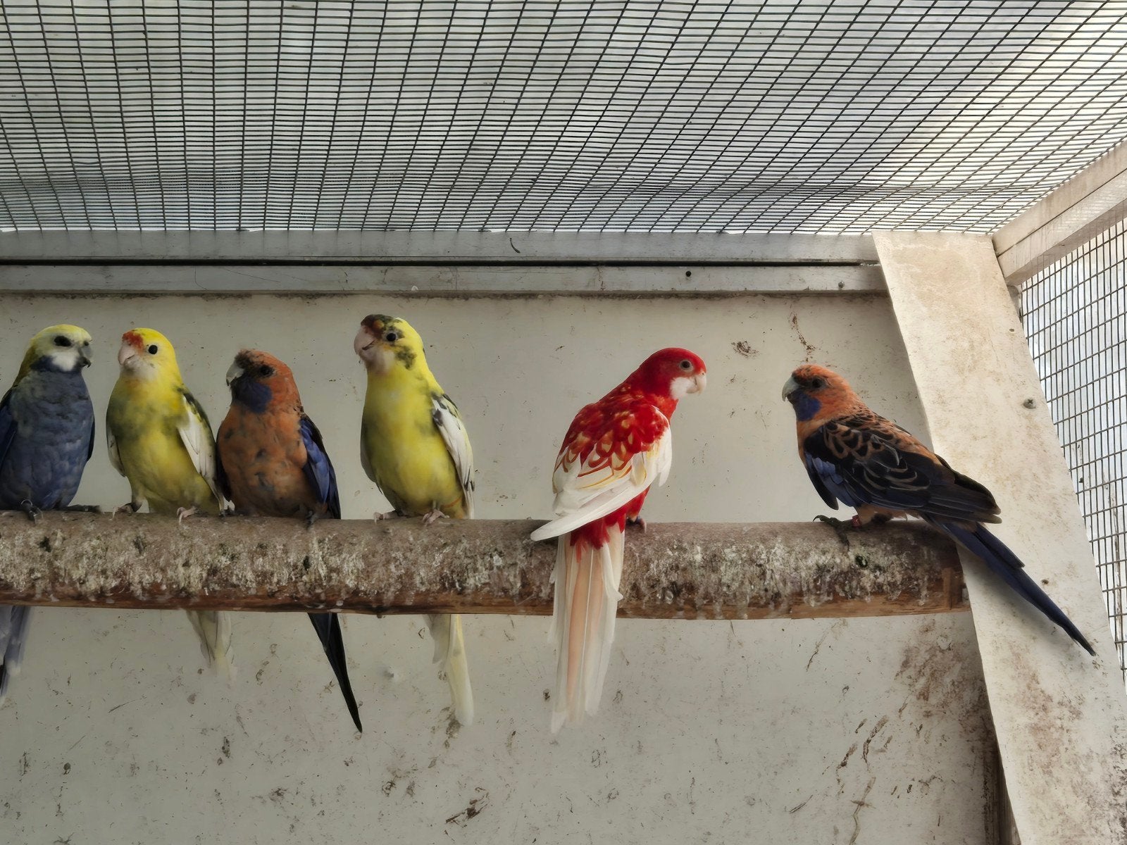 te koop penanten .blauw,bonte,wildkleur, Dieren en Toebehoren, Meerdere dieren, Parkiet