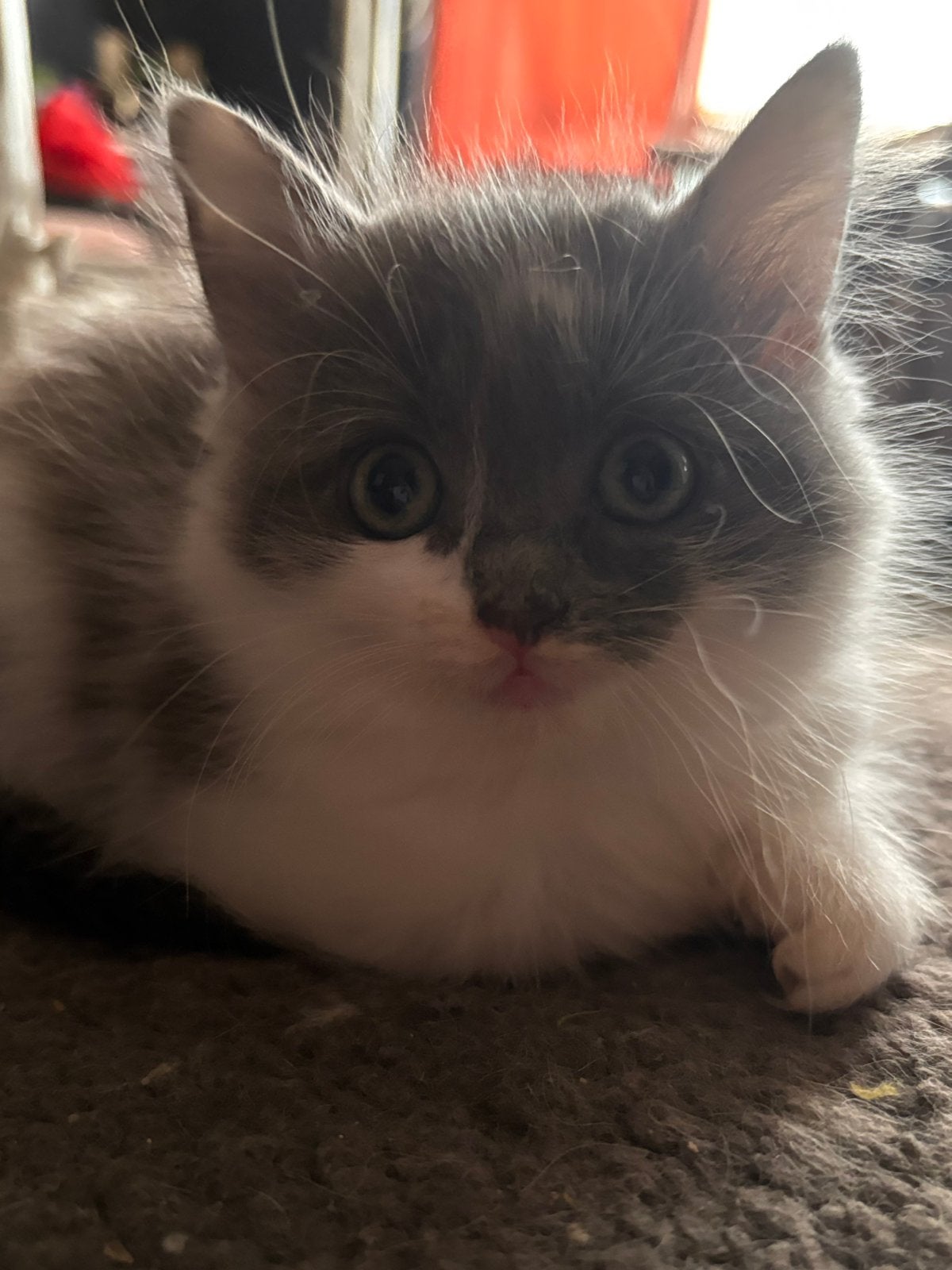 Mix kittens 3 langhaar en 1 korthaar, Meerdere dieren, Langharig, 0 tot 2 jaar