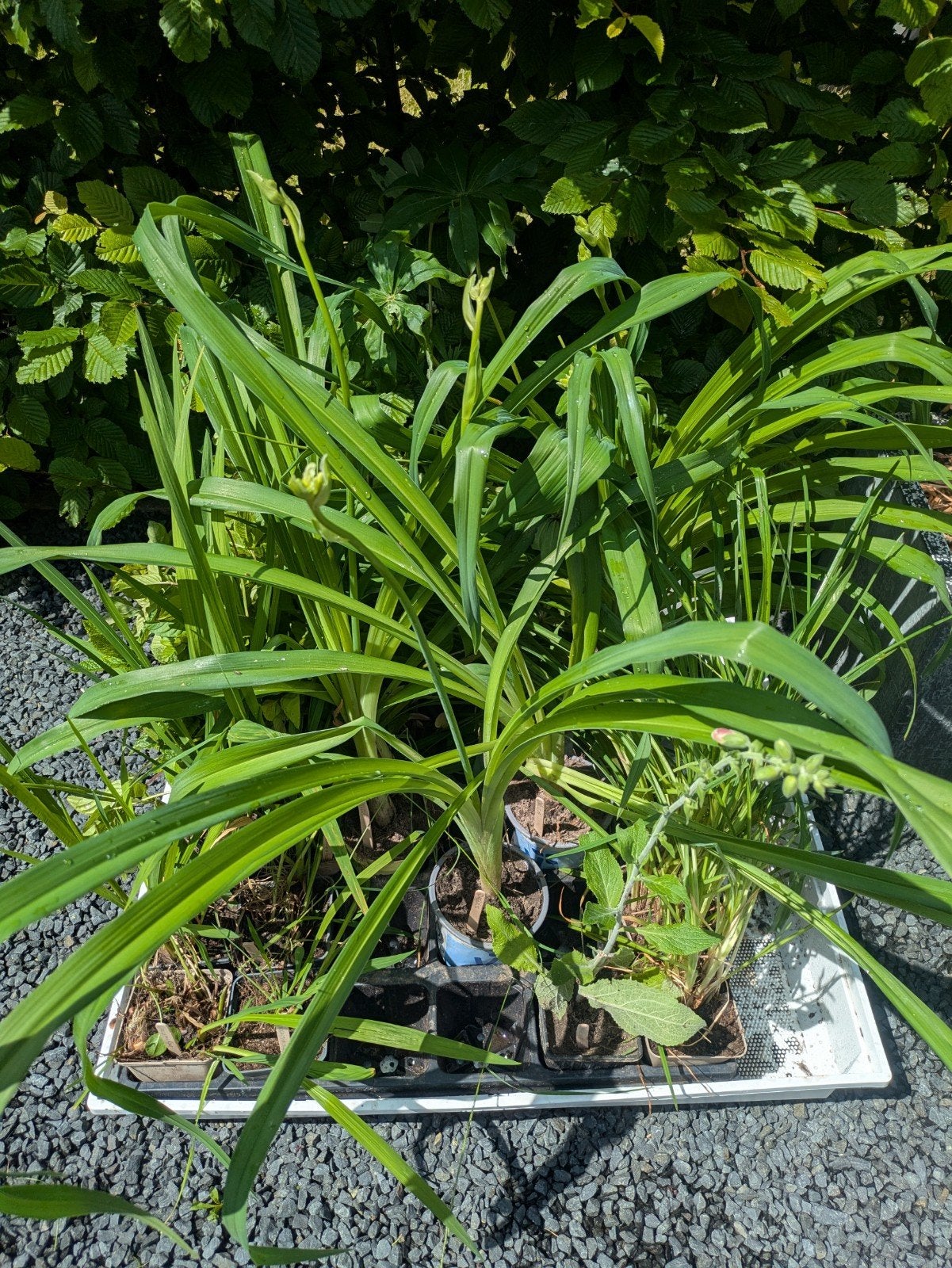 Plantjes te koop p9 diverse munt daglelie etc. Meerstad, Ophalen, Vaste plant, Kruiden, Volle zon