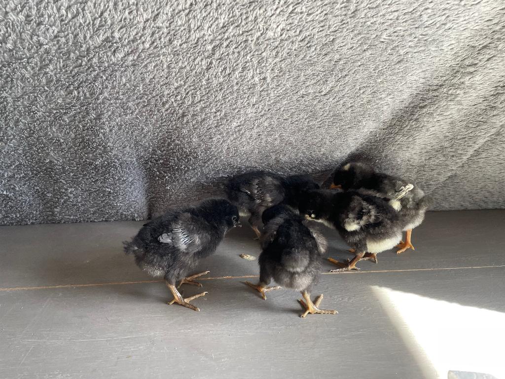 Broedeieren/kuikentjes blauwlegger, Dieren en Toebehoren, Pluimvee, Geslacht onbekend, Kip