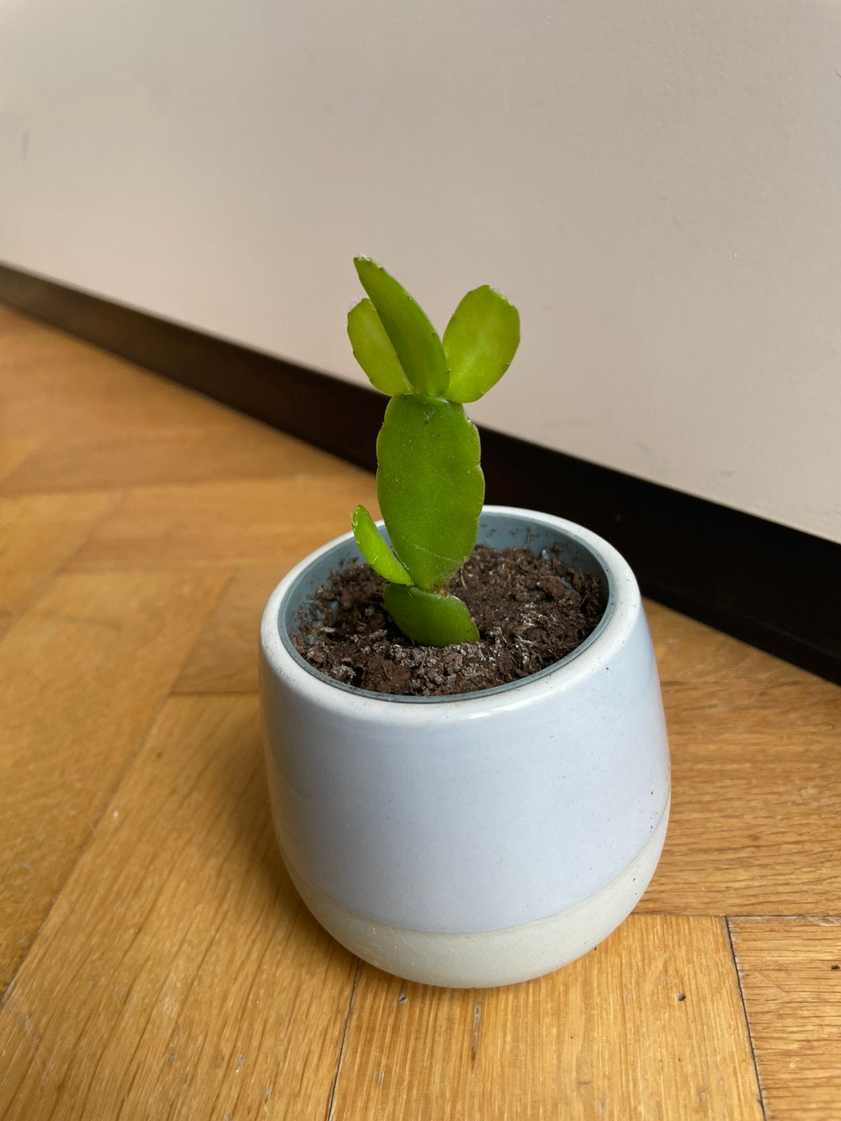 🌱 Stekje paascactus wit bloeiend Rhipsalidopsis gaertneri, Ophalen, Halfschaduw, Cactus, Minder dan 100 cm