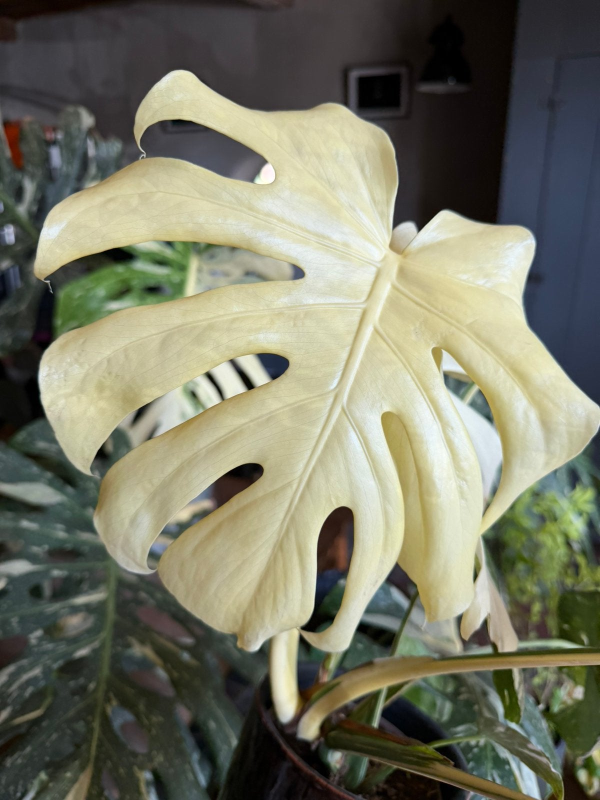 Full moon - thai constellation - monstera - binnen plant, Huis en Inrichting, Ophalen, Halfschaduw, Minder dan 100 cm