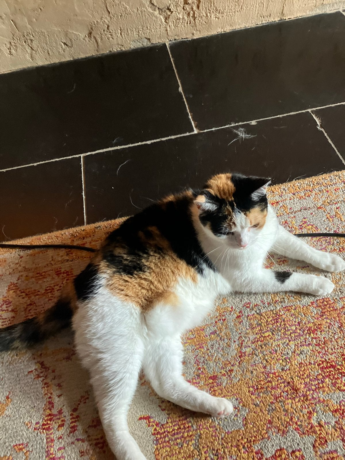 Gratis Lief knuffelpoesje - 5 jr. gechipt en gesteriliseerd, Dieren en Toebehoren, Poes, Kortharig, 3 tot 5 jaar