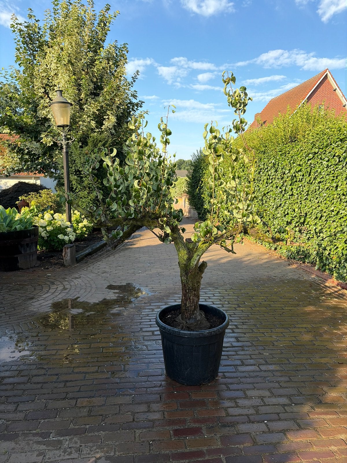 Prachtige peer Leiboom in Pot - Ideaal voor Tuin of Terras, Bloeit niet, Leiboom, 250 tot 400 cm, Ophalen