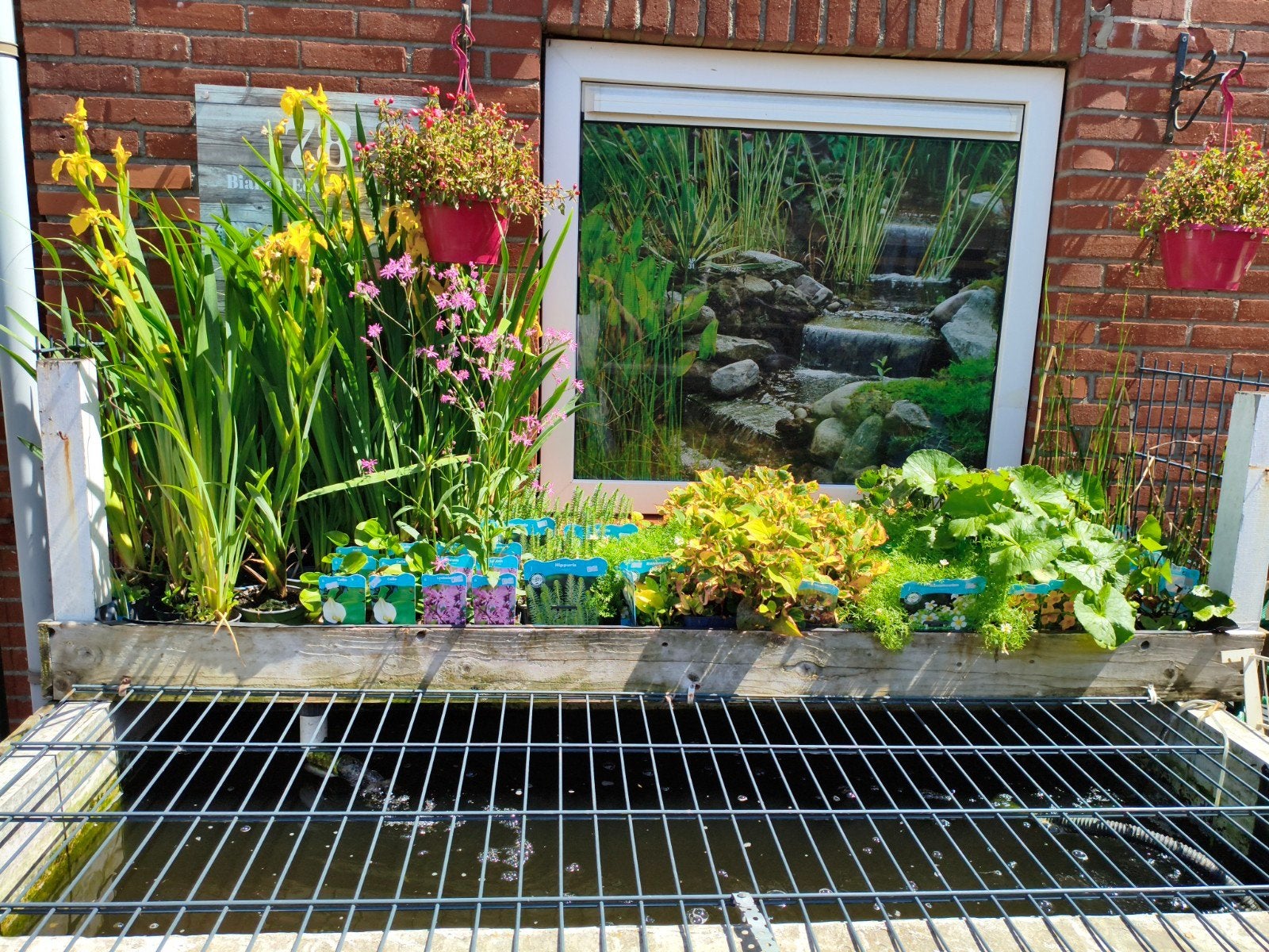 Vijver planten en drijfplanten, Ophalen, Nieuw