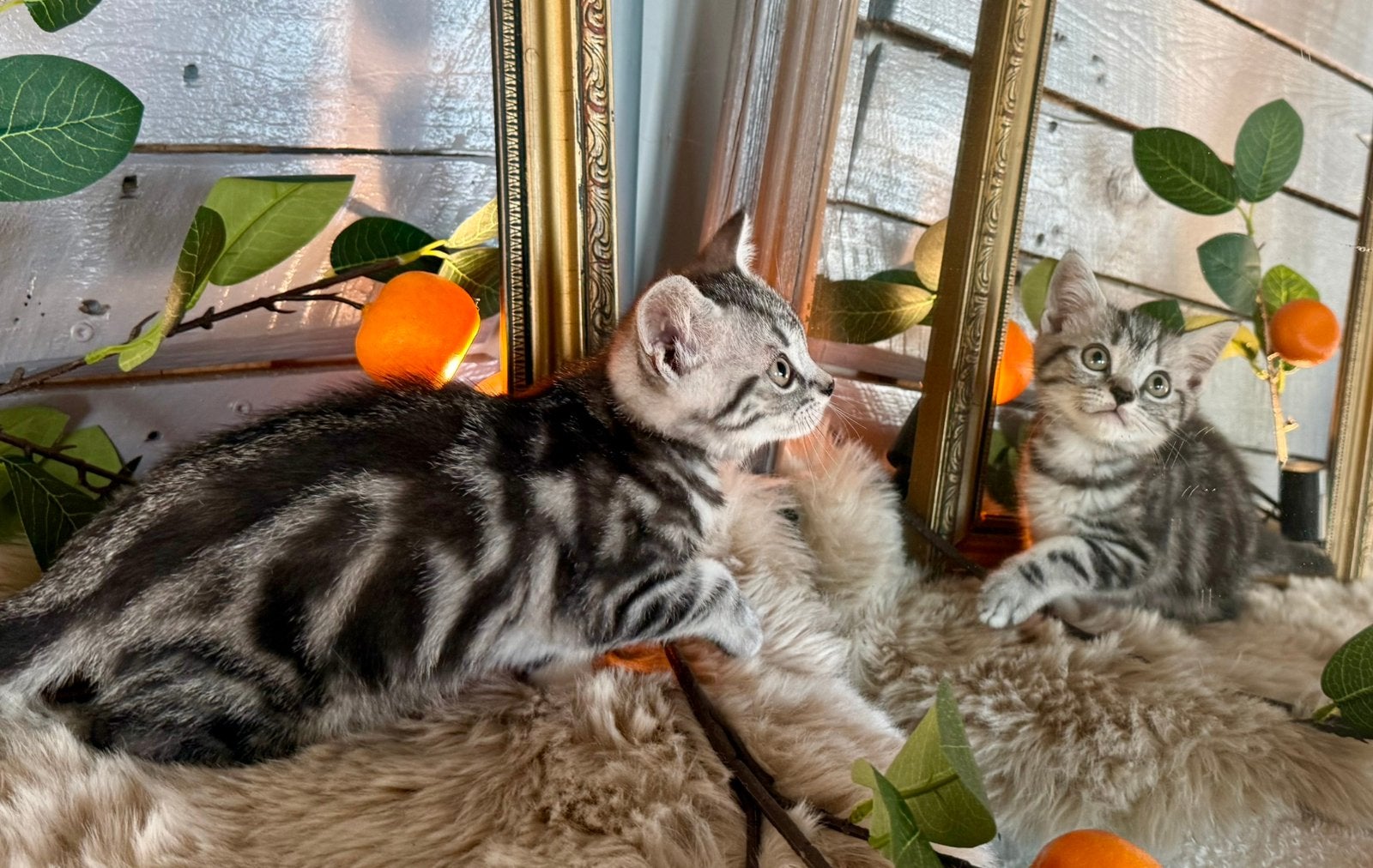 🩷💙 lieve Britse korthaar kitten whiskas met stamboom🩷💙, Meerdere dieren, Met stamboom