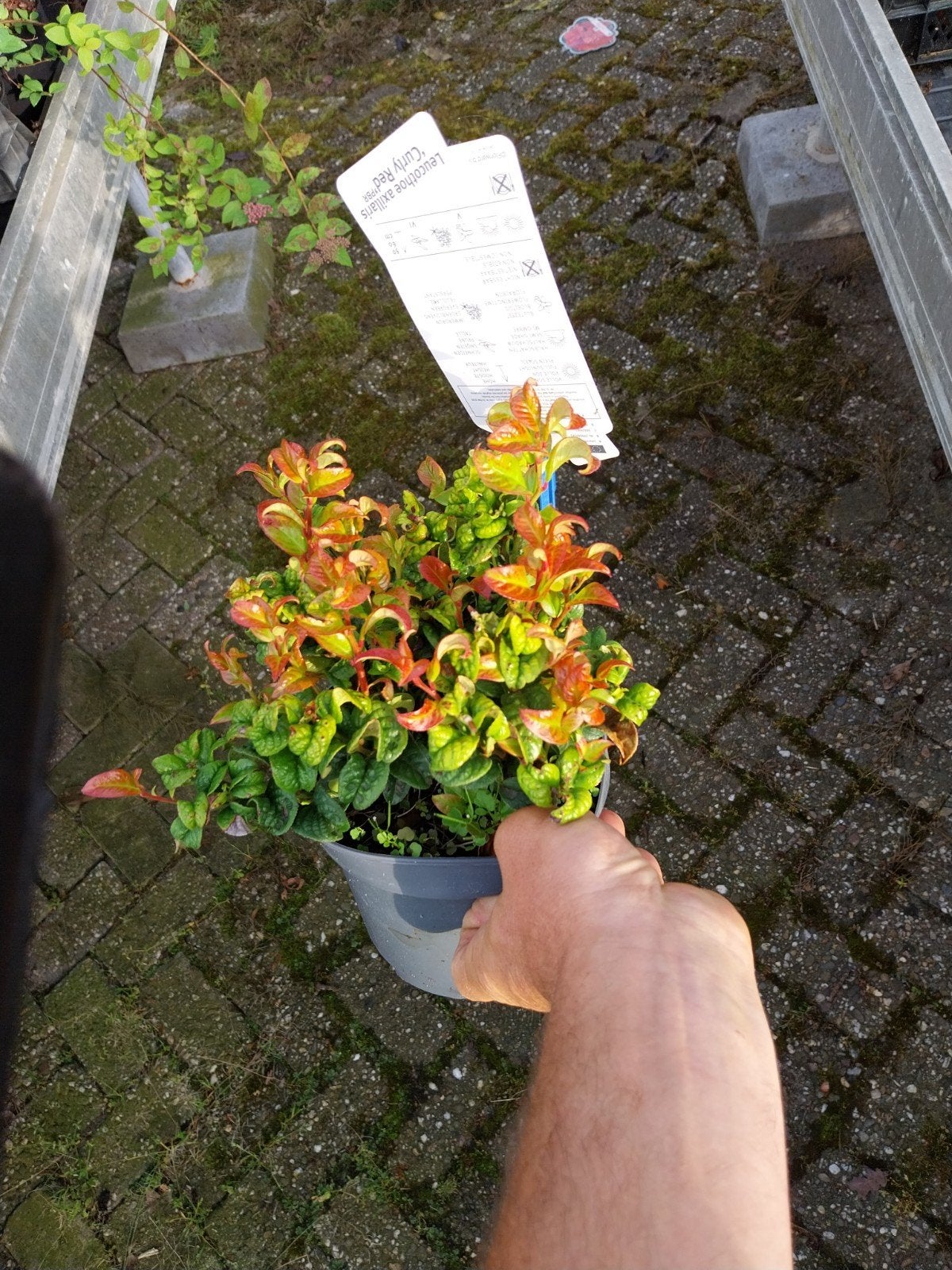 Leucothoe 'Curly Red' - Opvallende Roodbladige Heester, Vaste plant, Bloeit niet, Halfschaduw, Ophalen