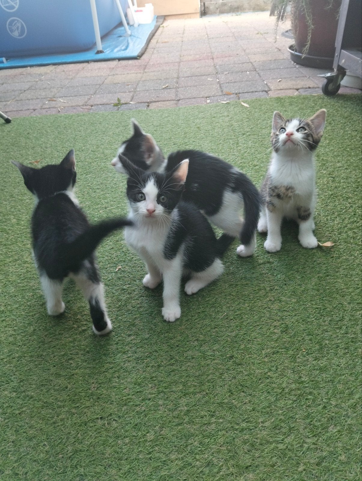 4 Schattige kittens klaar om te verhuizen (9wk), Meerdere dieren, Kortharig, 0 tot 2 jaar
